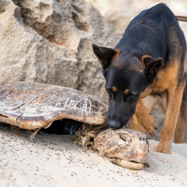 New 1 carousel image 3