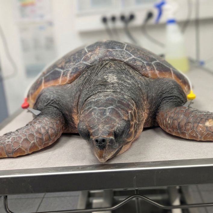 New 1 carousel image