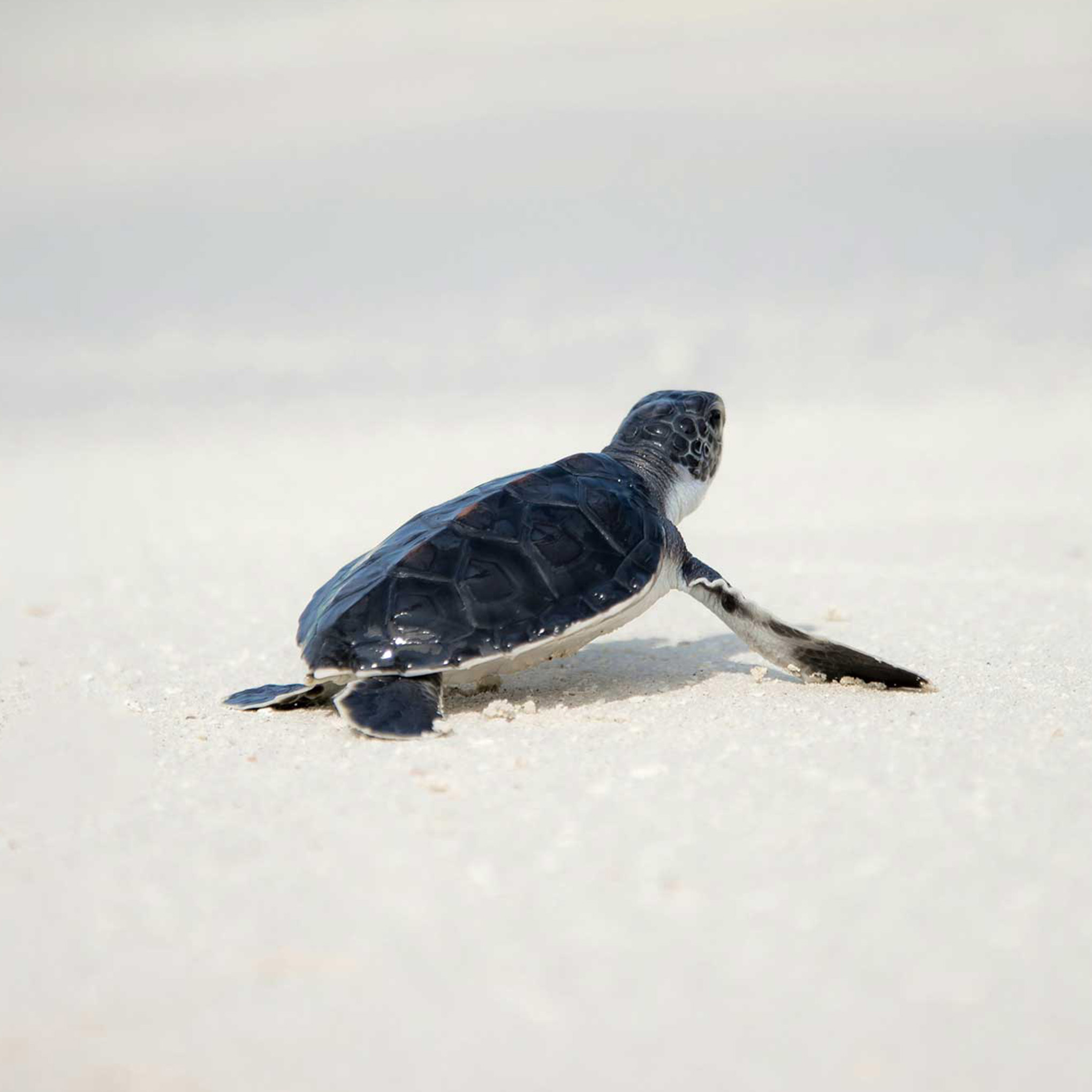 Environmental Legacy 02 image