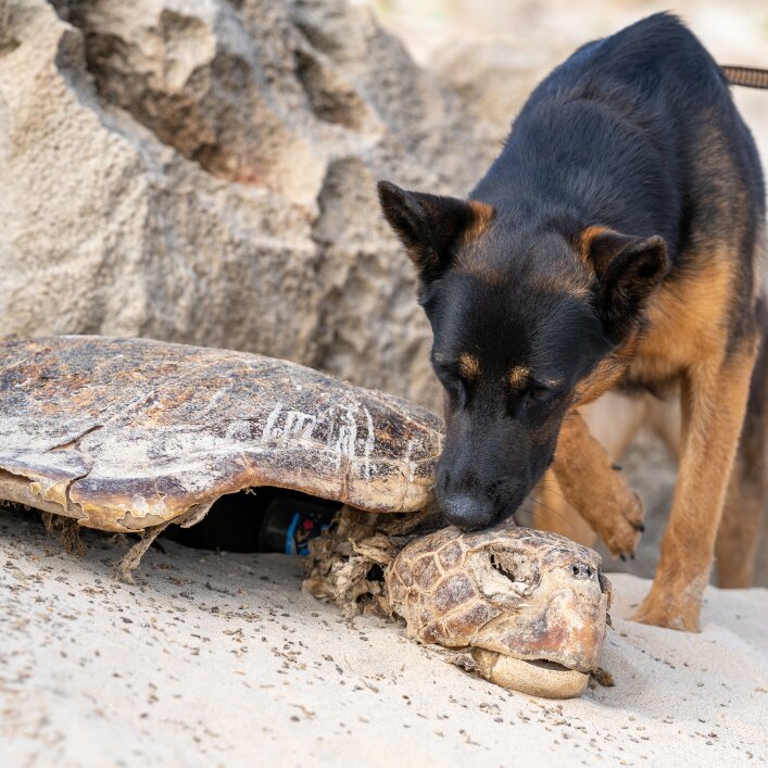 New 1 carousel image 3